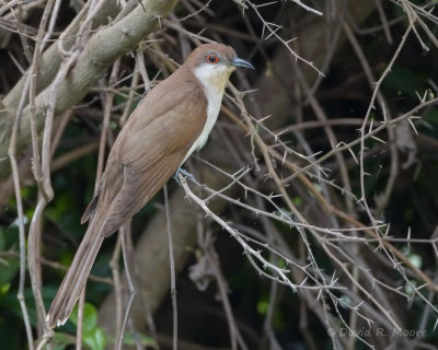 Black-billed Cuckoo