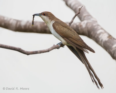 Black-billed Cuckoo