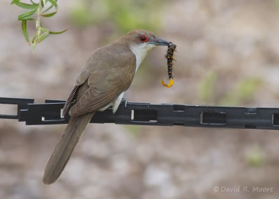 Black-billed Cuckoo