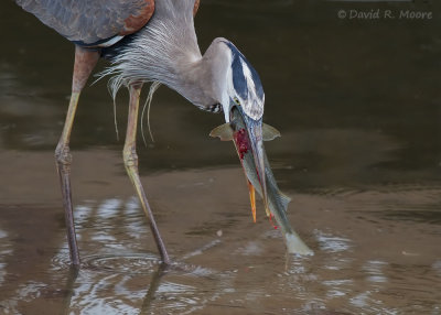 Great Blue Heron