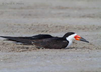 Black Skimmer