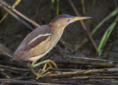 Least Bittern