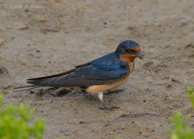 Barn Swallow