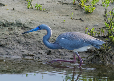 Tricolored Heron