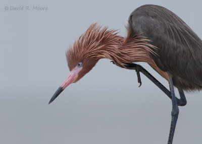 Reddish Egret