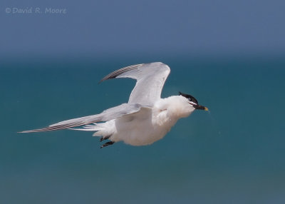 Sandwich Tern