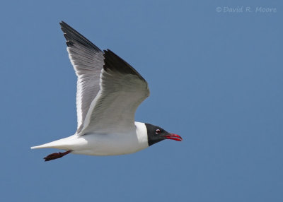 Laughing Gull