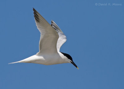 Sandwich Tern