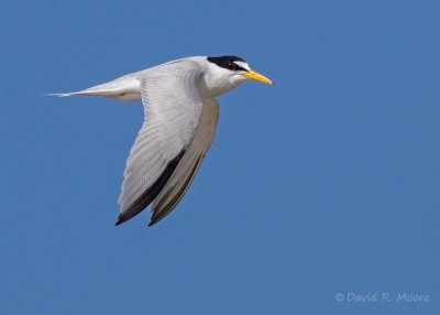 Least Tern