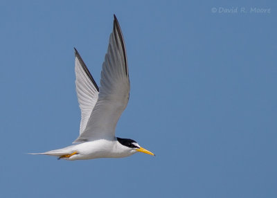 Least Tern