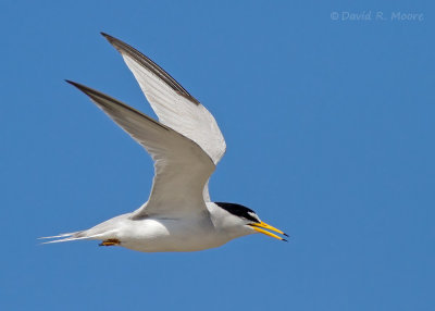 Least Tern