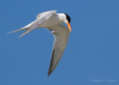 Royal Tern