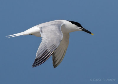 Sandwich Tern