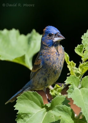 Blue Grosbeak