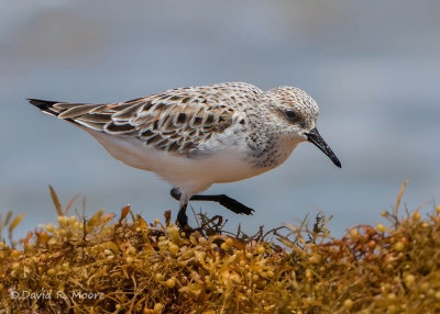 Sanderling