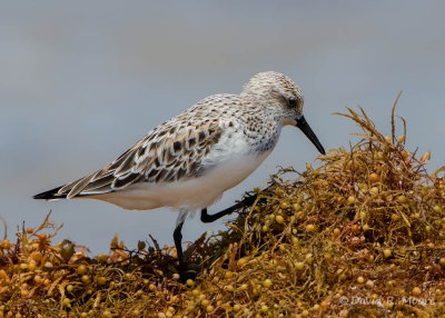 Sanderling