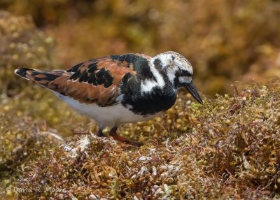 Ruddy Turnstone