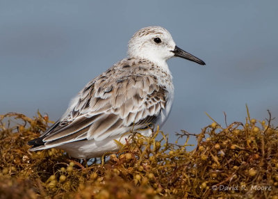 Sanderling