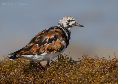 Ruddy Turnstone