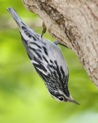 Black-and-White Warbler