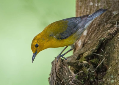 Prothonotary Warbler