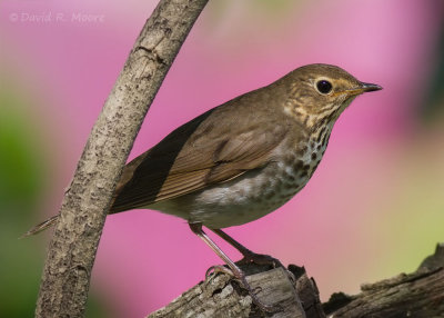 Swainson's Thrush