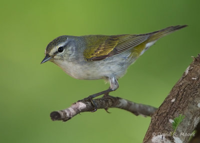 Tennessee Warbler