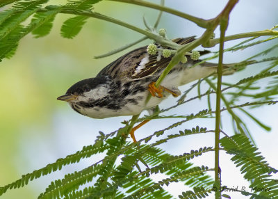 Blackpoll Warbler