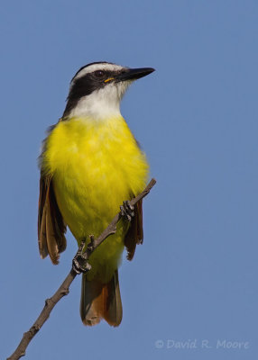 Great Kiskadee