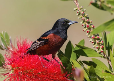 Orchard Oriole