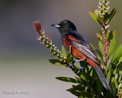 Orchard Oriole
