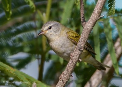 Tennessee Warbler
