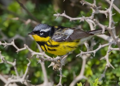 Magnolia Warbler