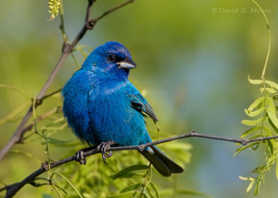Indigo Bunting, male