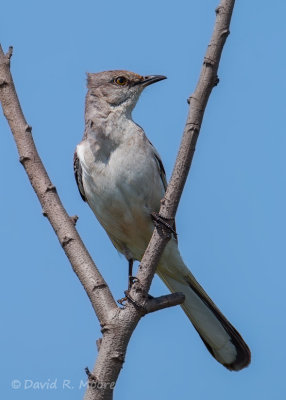 Northern Mockingbird