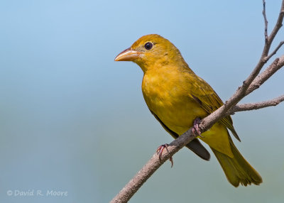 Summer Tanager, female