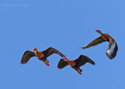 Black-bellied Whistling-Ducks