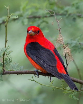 Scarlet Tanager
