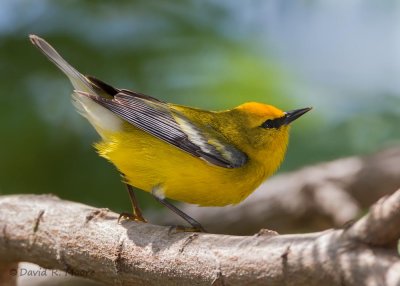 Blue-winged Warbler