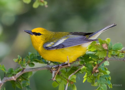 Blue-winged Warbler