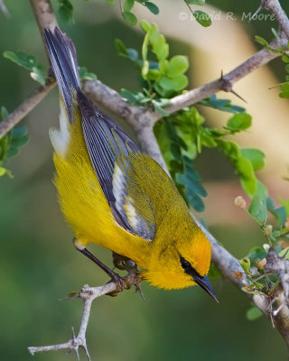 Blue-winged Warbler
