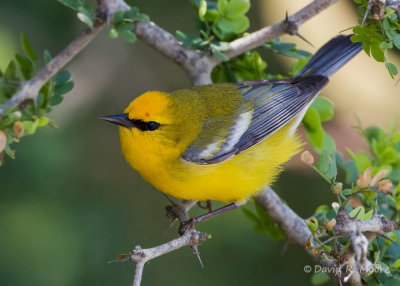 Blue-winged Warbler