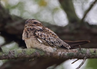 Lesser Nighthawk