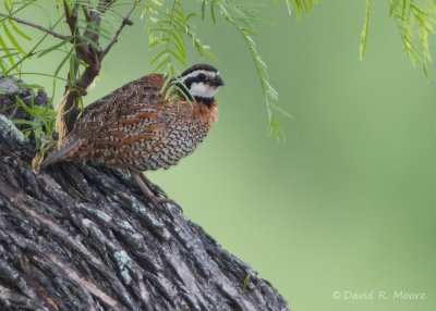 Northern Bobwhite
