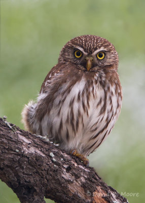 Ferruginous Pygmy-Owl