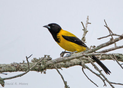 Audubon's Oriole