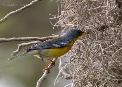 Tropical Parula