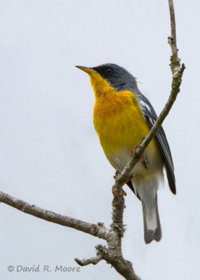 Tropical Parula