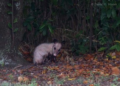 Opossum