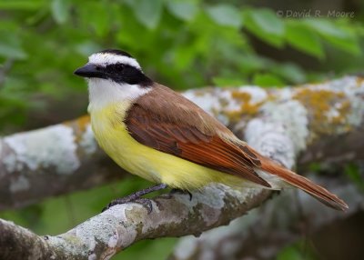 Great Kiskadee